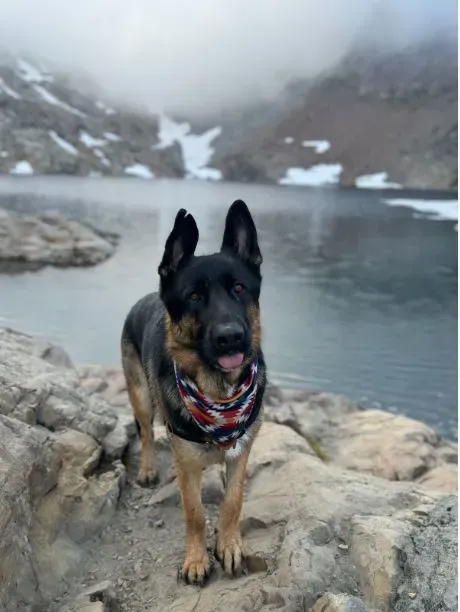 Bear the German Shepherd