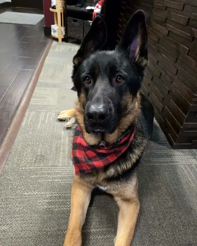 Bear the German Shepherd in a red bandana